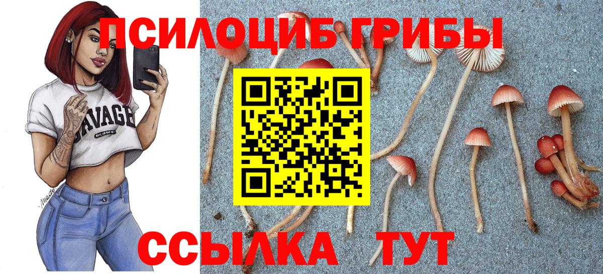Чебоксары  Псилоцибиновые грибы ЛСД  Вход с VPN 